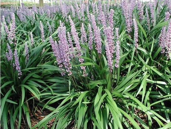 Liriope m. 'Classic Blue' (2.5 inch pot) Questions & Answers