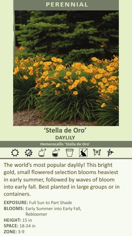 Hemerocallis 'Stella de Oro' SF BR Questions & Answers