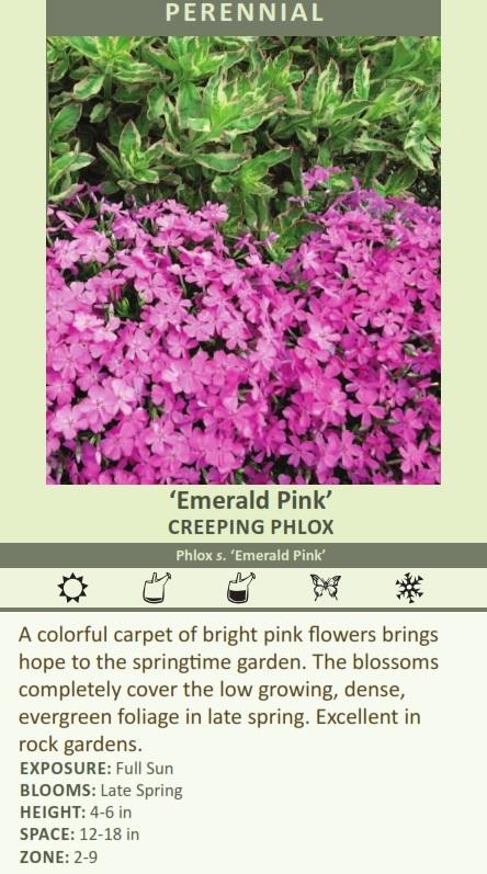 Phlox s. 'Emerald Pink' (3.5 inch pot) Questions & Answers