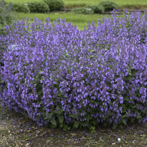 is Nepeta 'Picture Purrfect' invasive?