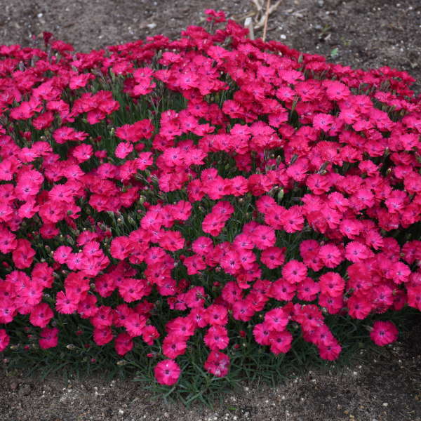 Dianthus 'Paint the Town Red' PP33293 (30)ct Flat Questions & Answers