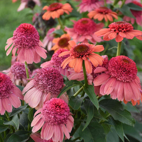 Echinacea 'Rainbow Sherbet' PPAF (30)ct Flat Questions & Answers