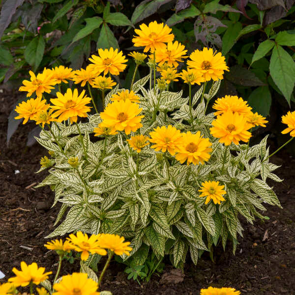 Heliopsis 'Bit of Honey' PPAF (25) BR Plants Questions & Answers
