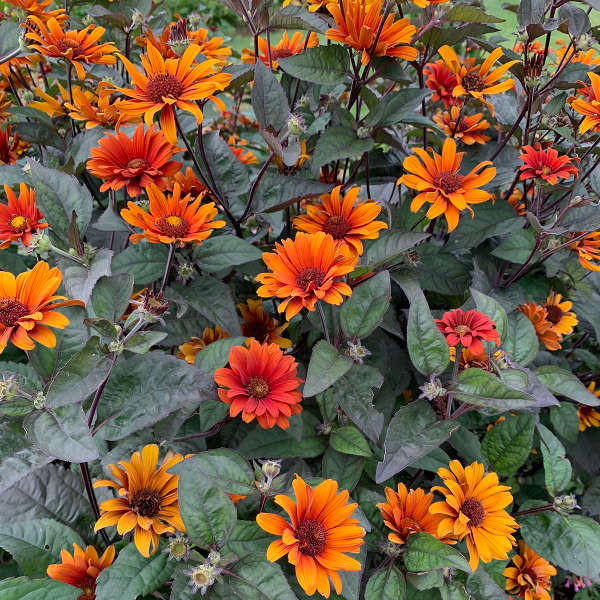 When and how should Heliopsis h. var. scabra 'Bleeding Hearts' be planted?