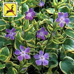 Vinca major 'Variegata' (10)ct Flat Questions & Answers