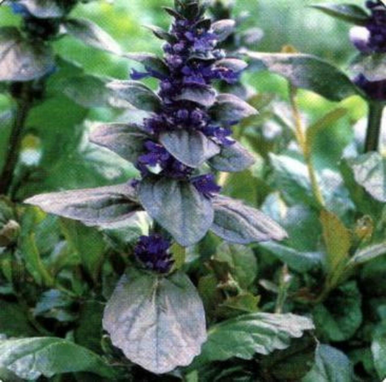 Ajuga reptans 'Catlins Giant' (4) 1-gallons Questions & Answers