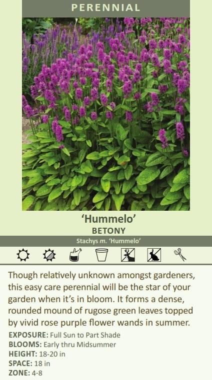 Stachys m. 'Hummelo' (4) 1-gallons Questions & Answers