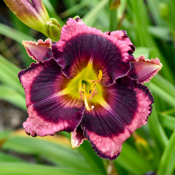 Hemerocallis 'The Band Played On' (25) BR Plants Questions & Answers