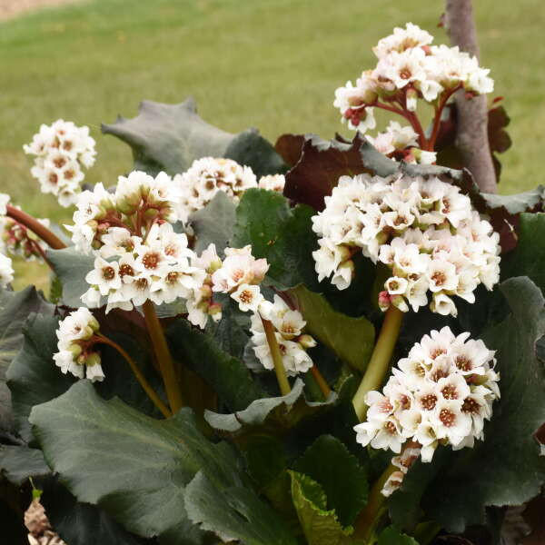Bergenia 'Happily Ever After' PPAF (20)ct Flat Questions & Answers