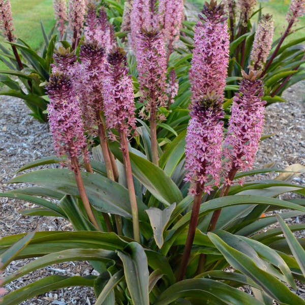 Do you need to trim a african night eucomis plant